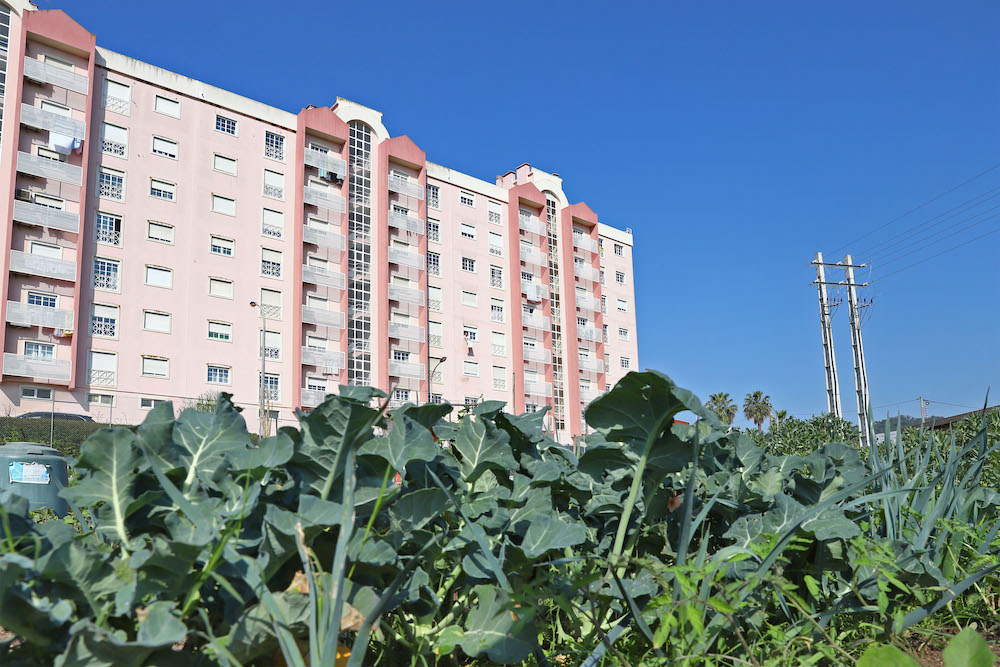 Hortas Urbanas Municipais das Amoreiras