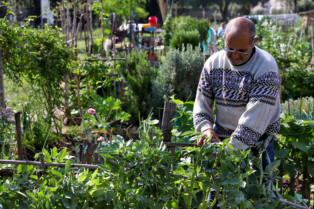 Hortas Urbanas Municipais das Amoreiras