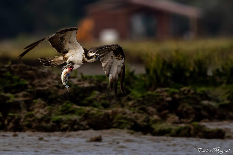 Mourisca Encanta | Fotografia vencedora - Carlos Miguel