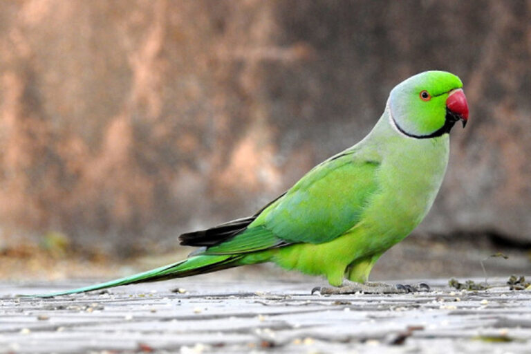 Periquito de Colar