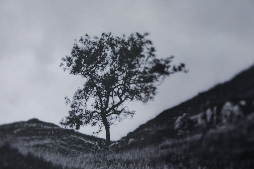 Exposição "A Symbiotic Love Story, Johanna Hooson e Dakota Suite"