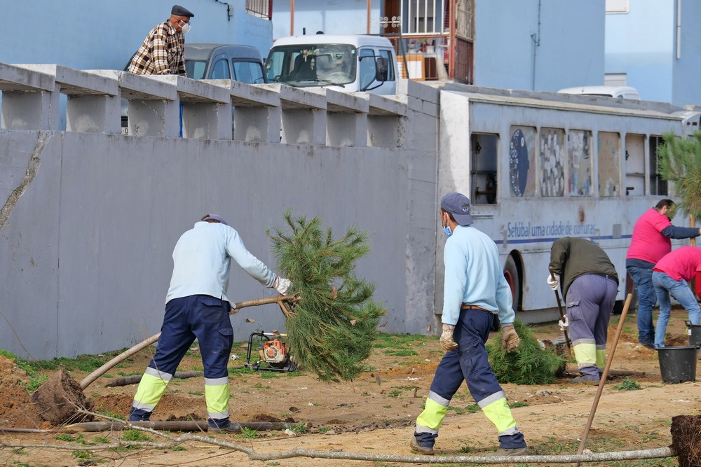 Plantação de árvores - Jardim da Avenida Belo Horizonte - bairro Forte da Bela Vista