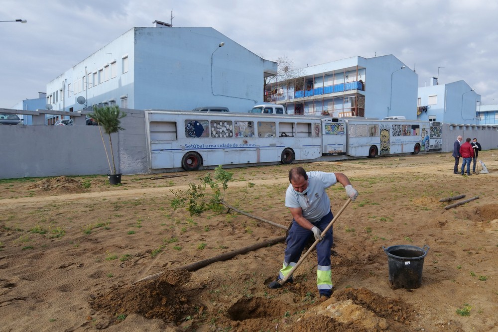 Plantação de árvores - Jardim da Avenida Belo Horizonte - bairro Forte da Bela Vista