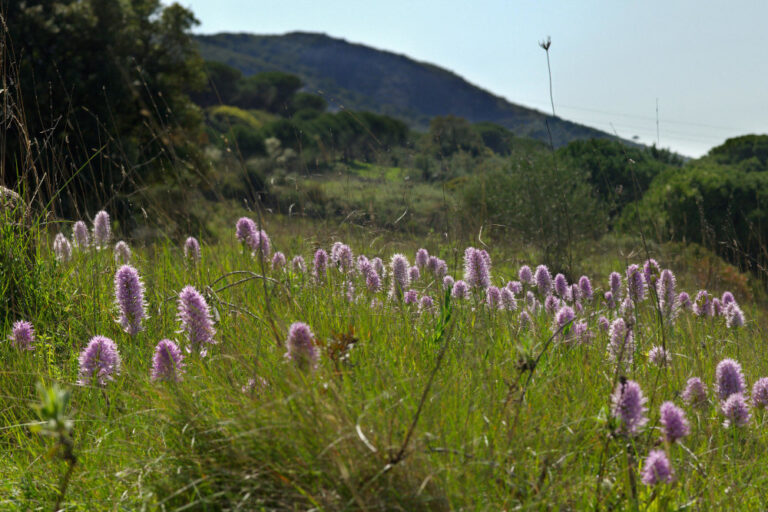 Orquídeas Silvestres da Arrábida