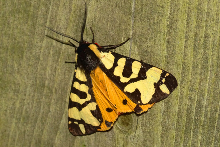 Borboletas noturnas na Arrábida - foto de Pedro Henriques