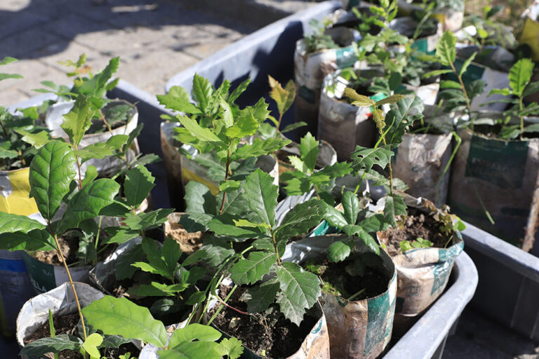 Plantação de árvores na urbanização do Choilo - Brejos de Azeitão