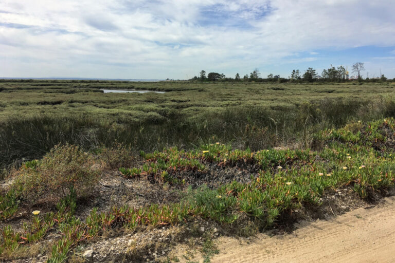 Ação para remoção de chorão-da-praia