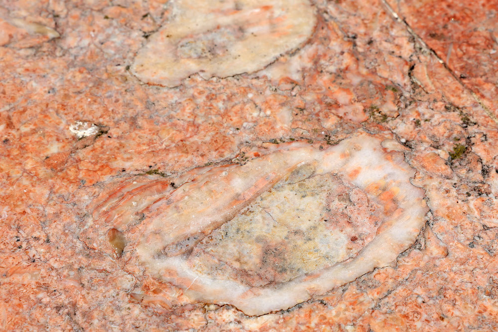 Descobrindo_Geodiversidade_Urbana_Setúbal_2023_28