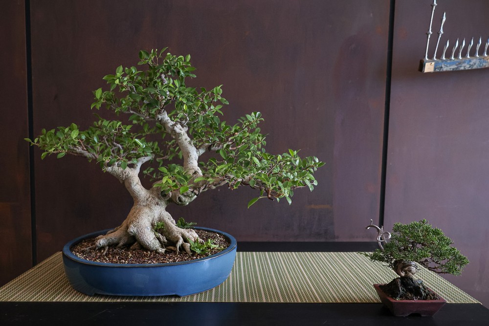 Festa da Flor - Exposição de Bonsai