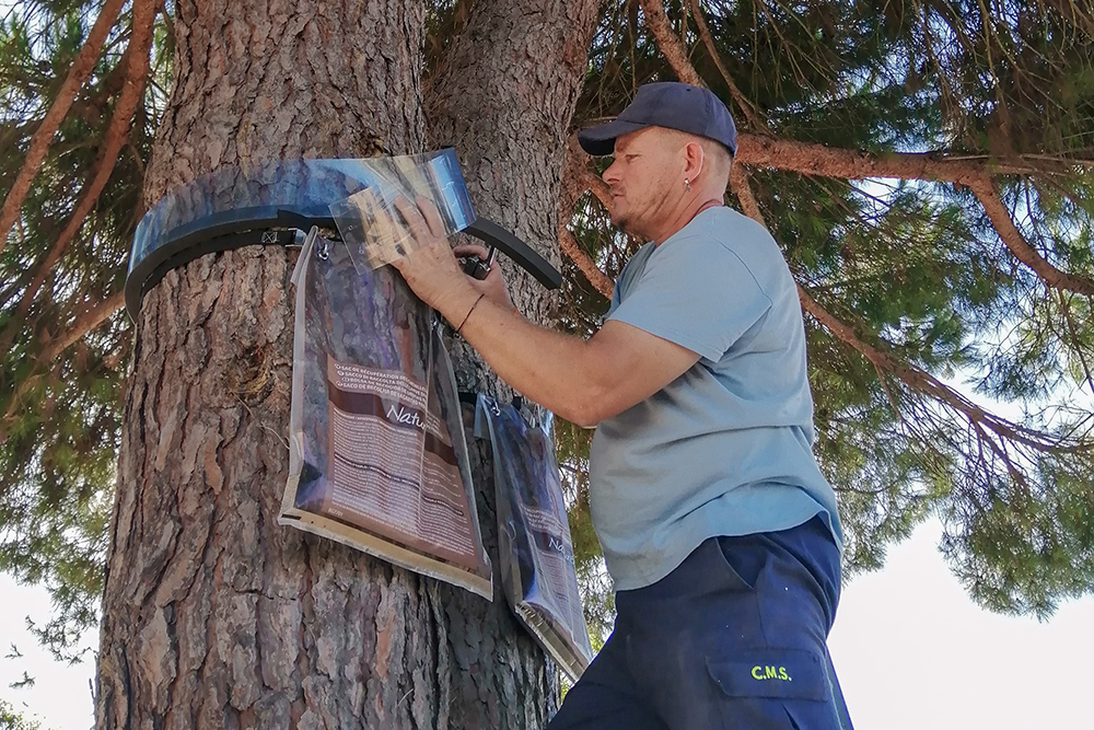 Controlo de pragas - lagarta do pinheiro