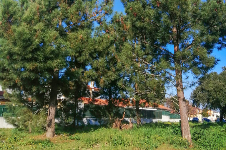 Controlo de pragas - lagarta do pinheiro