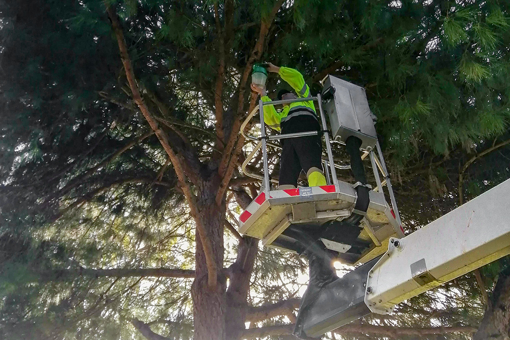 Controlo de pragas - lagarta do pinheiro