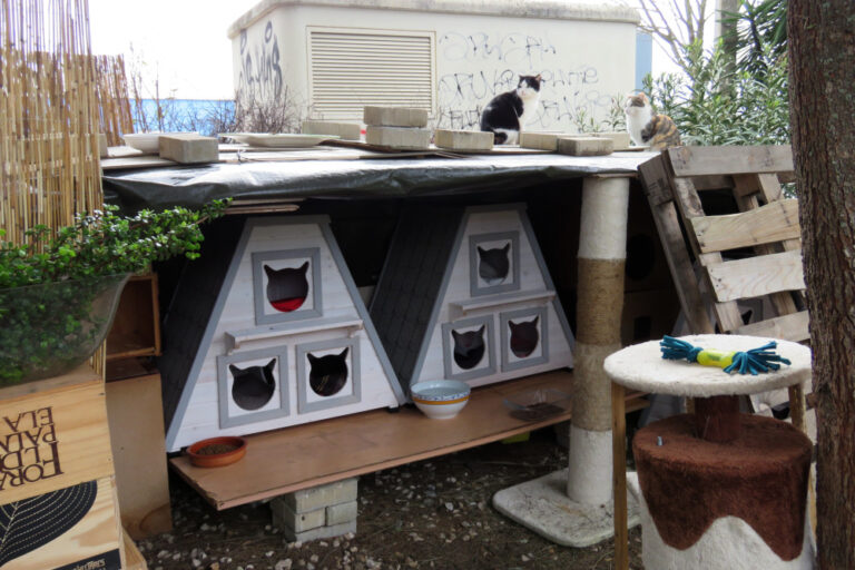 Junta melhora espaço de colónia de gatos