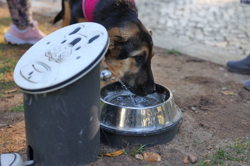 Jornadas de Ambiente | Caminhada com cães