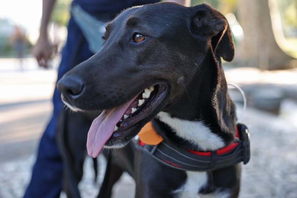 Jornadas de Ambiente | Caminhada com cães