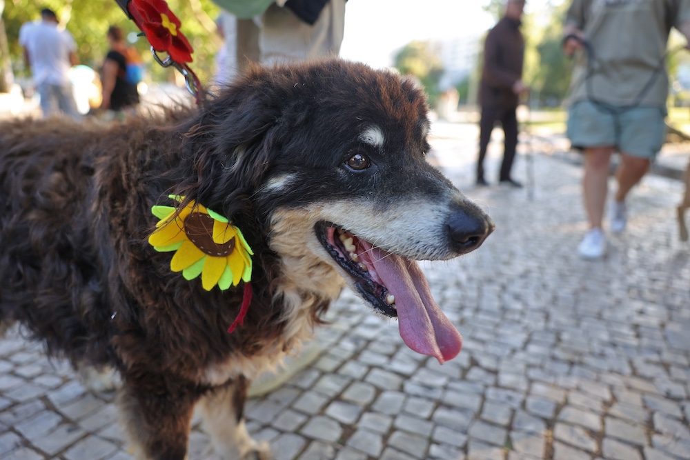 Jornadas de Ambiente | Caminhada com cães