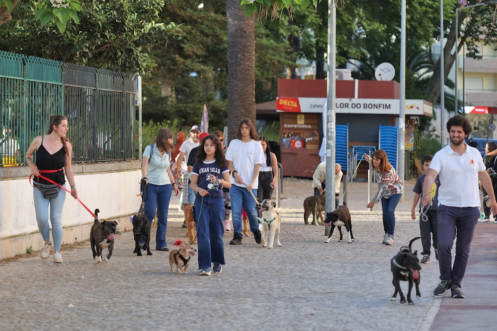 Jornadas de Ambiente | Caminhada com cães
