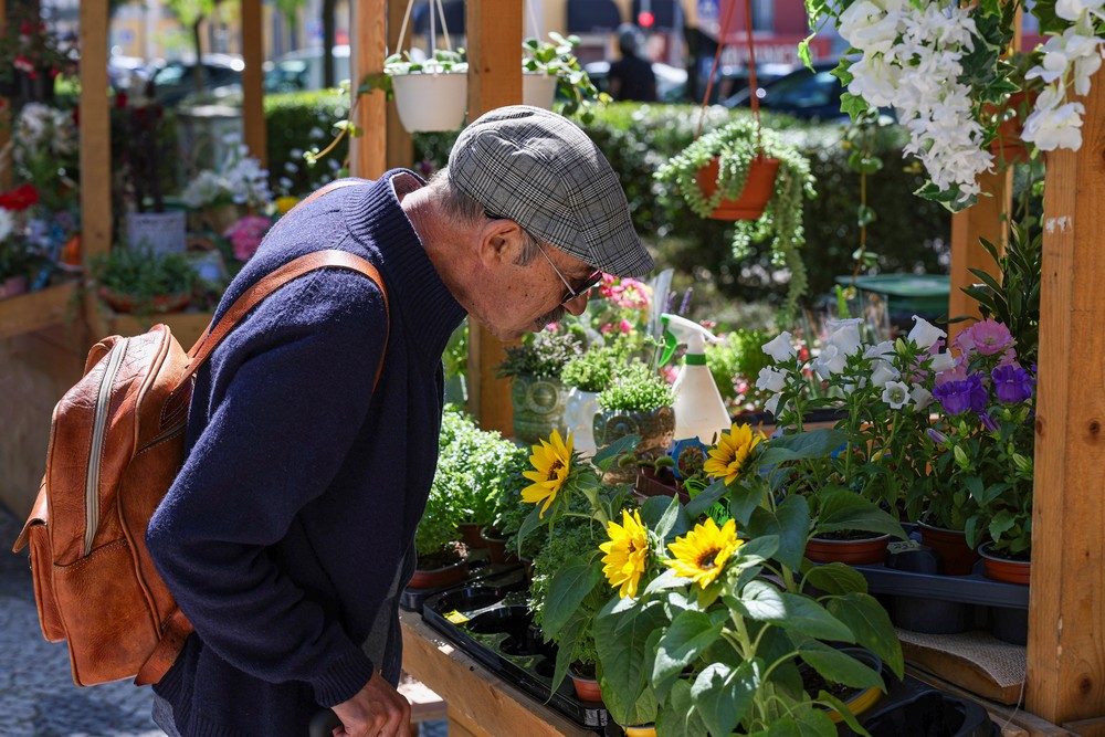 A Avenida Luísa Todi esteve com mais encanto com a Festa da Flor