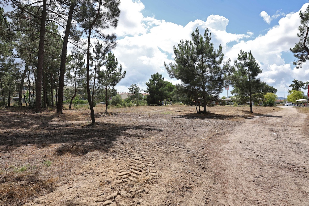 Desmatações_Pinhal_Negreiros_2024_15