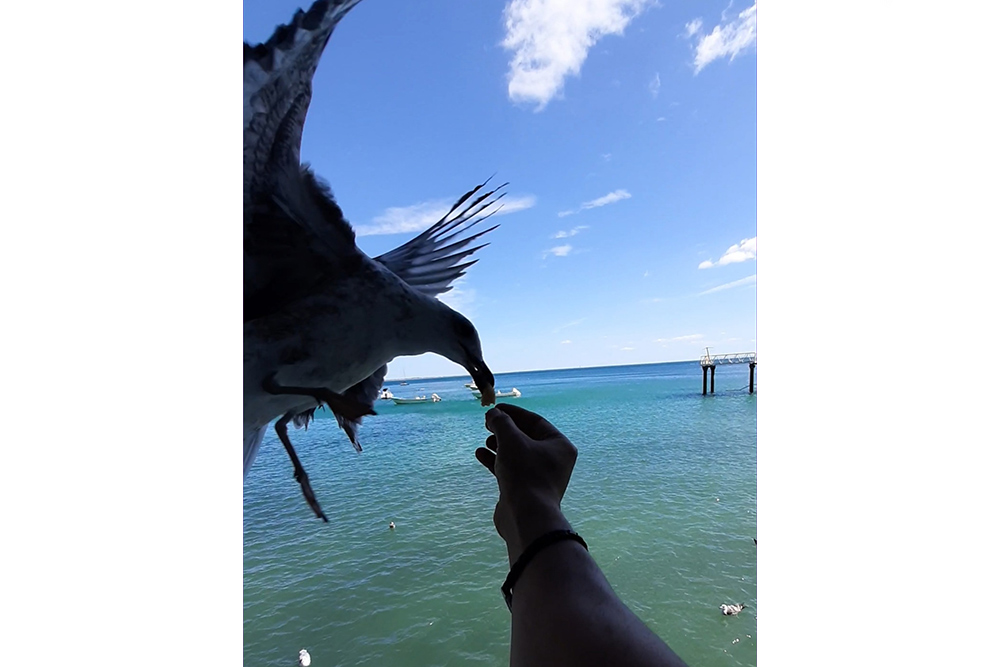 Miguel Rodrigues | Concurso "Verde e Azul"