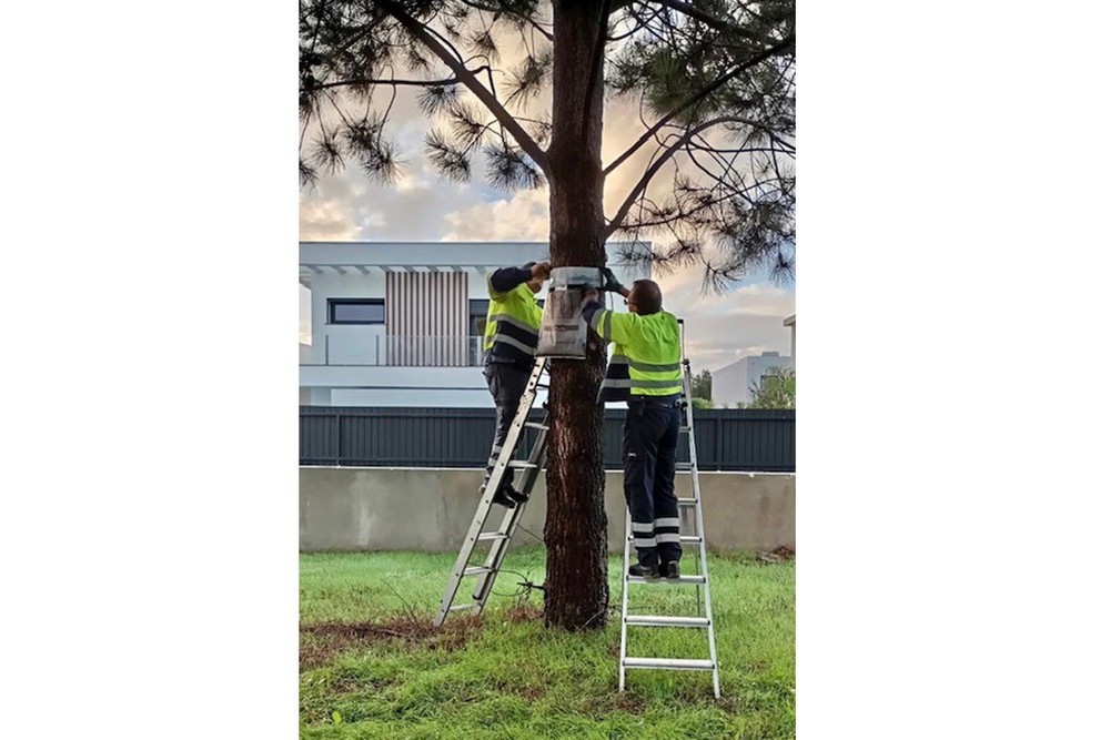 Colocação de armadilhas para captura de lagarta-do-pinheiro