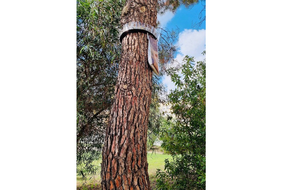 Colocação de armadilhas para captura de lagarta-do-pinheiro