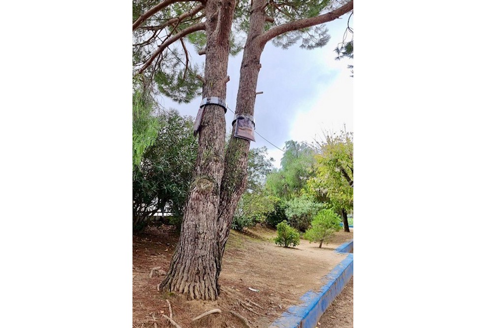 Colocação de armadilhas para captura de lagarta-do-pinheiro