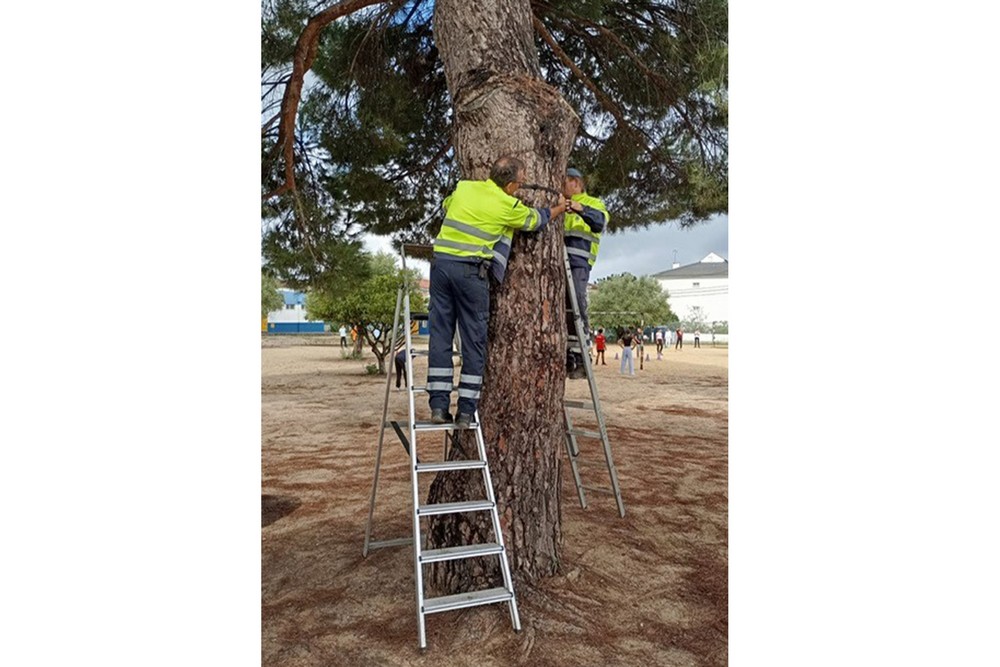 Colocação de armadilhas para captura de lagarta-do-pinheiro