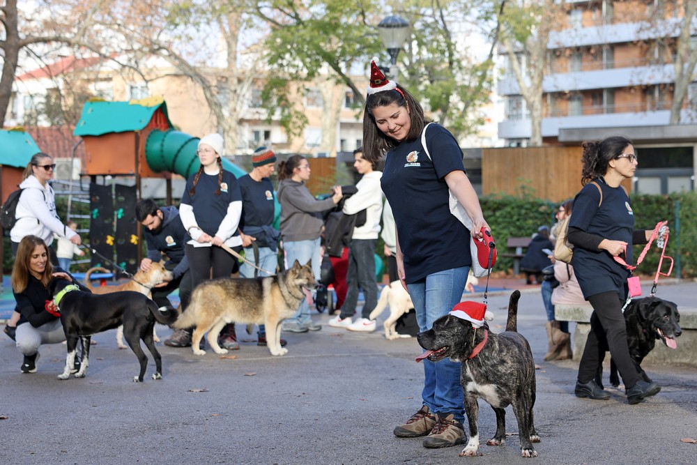 Cãominhada de Natal CROAC – Centro de Recolha Oficial de Animais de Companhia do Município de Setúbal