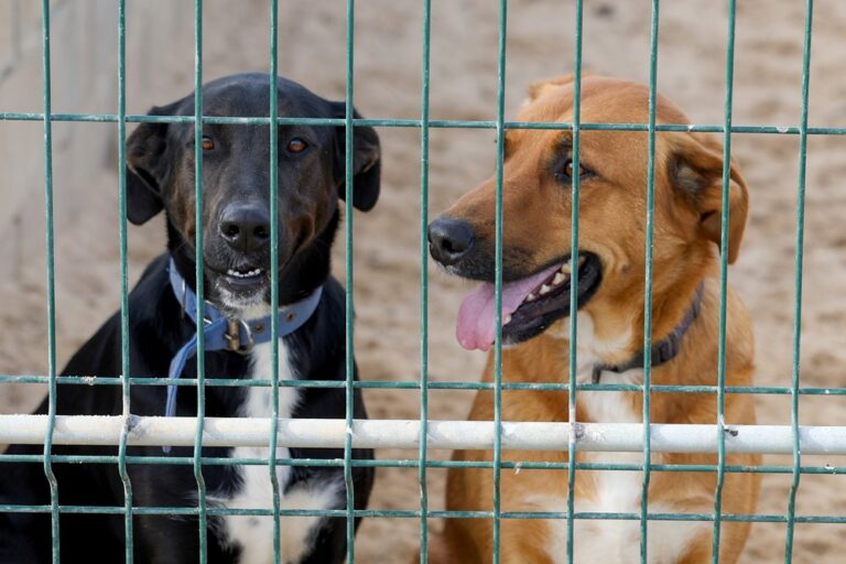 CROAC — Centro de Recolha Oficial de Animais de Companhia do município de Setúbal