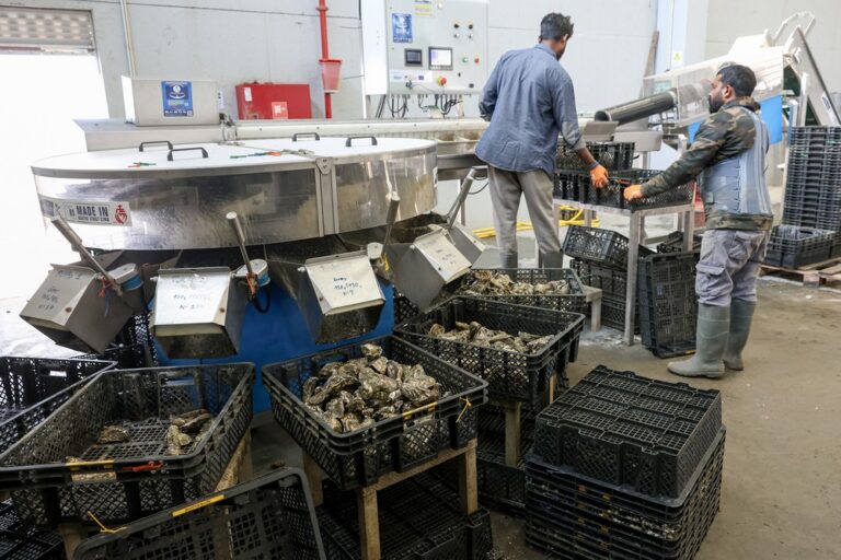 Visita a produtores de aquacultura do Estuário do Sado