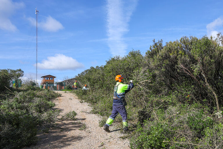 Desmatação e limpeza na Serra de S. LuísDesmatação e limpeza na Serra de S. Luís