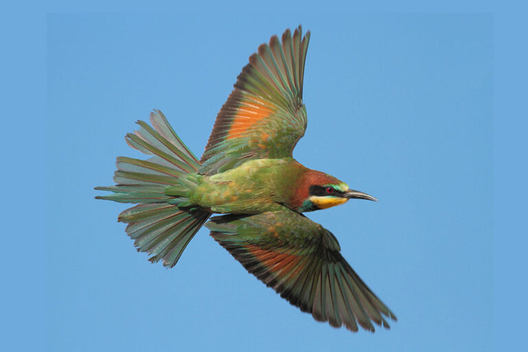 Aves estivais e residentes do Sado
