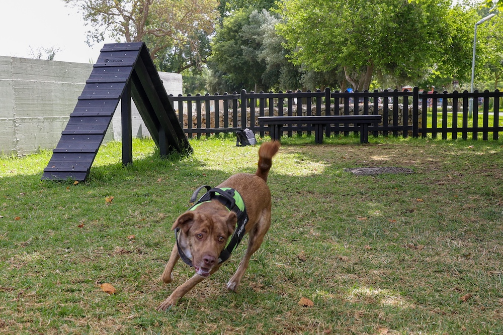 Inauguração Parque Canino no Jardim Algodeia
