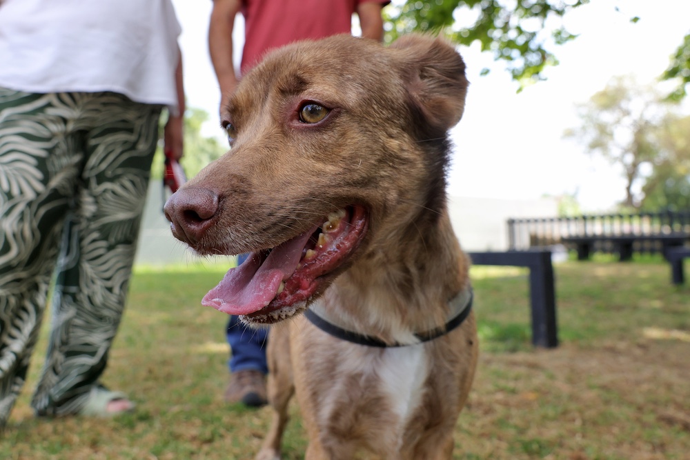 Inauguração Parque Canino no Jardim Algodeia