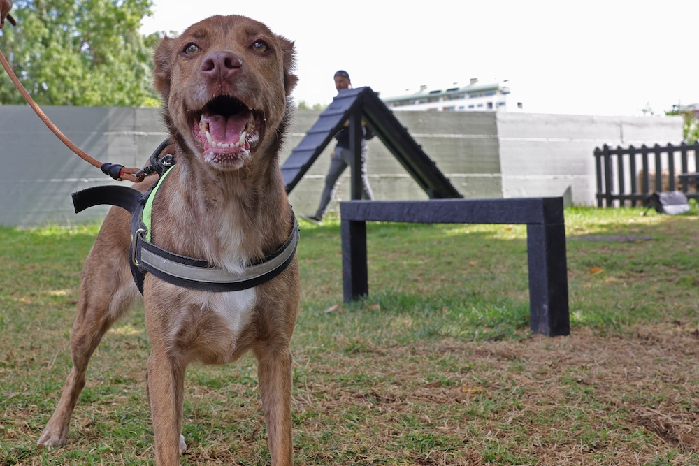 Inauguração Parque Canino no Jardim Algodeia