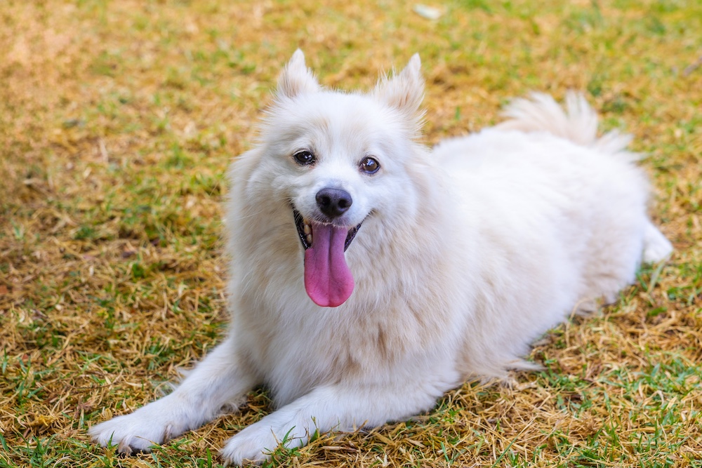 Inauguração Parque Canino no Jardim Algodeia