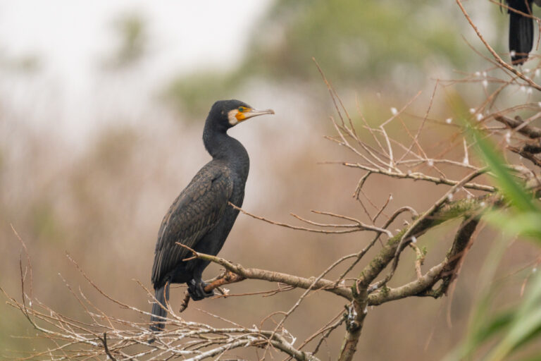 Workshop de iniciação à fotografia de vida selvagem na Herdade da Mourisca