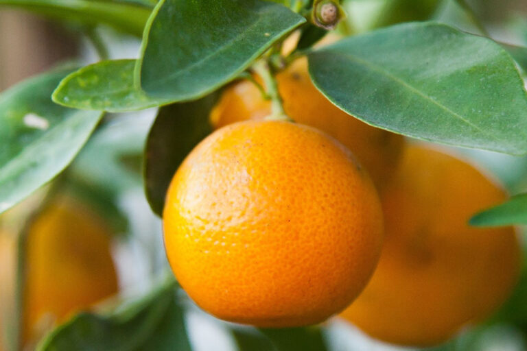 Palestra | Citrinos de Setúbal