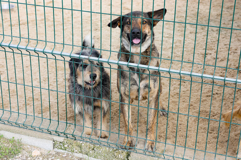 A formação realizou-se nas instalações do CROAC – Centro de Recolha Oficial de Animais de Companhia do município de Setúbal, também designado de Casa da Bicharada