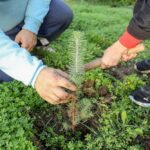 Foram plantadas mais de 250 árvores autóctones