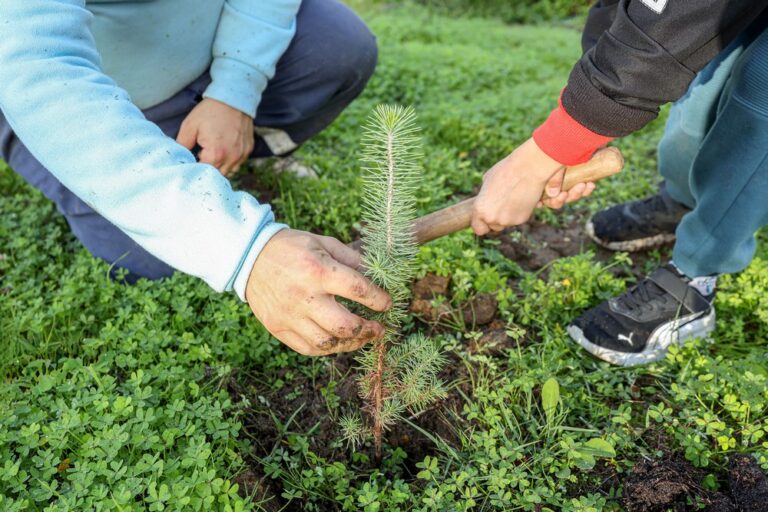 Foram plantadas mais de 250 árvores autóctones