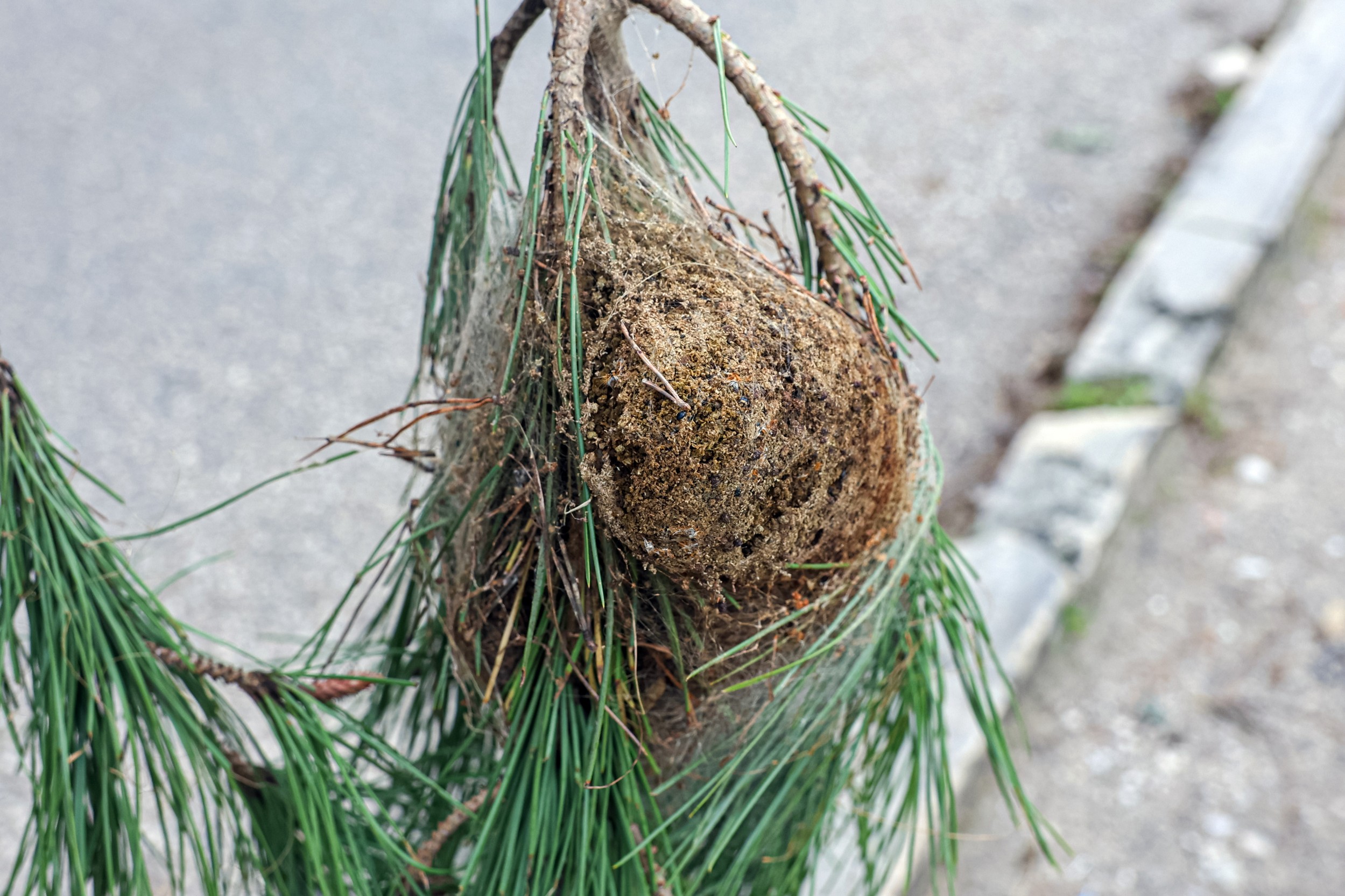 Controlo de pragas - lagarta do pinheiro