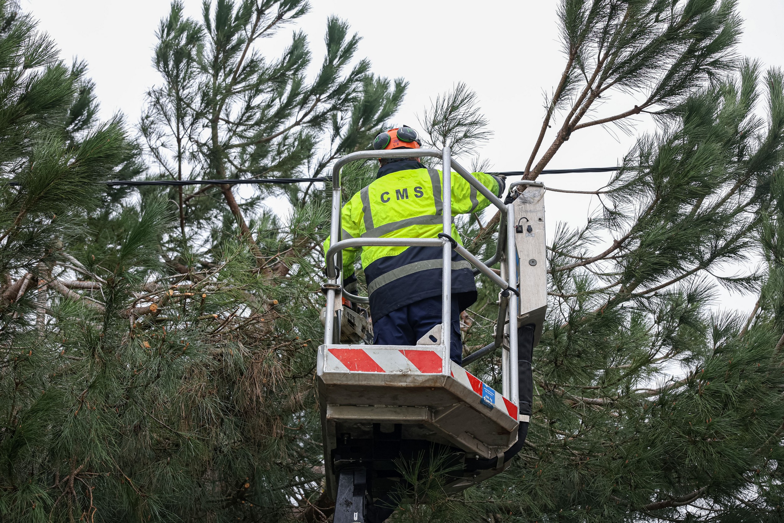 Controlo de pragas - lagarta do pinheiro