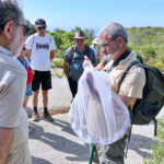 Caminhada “Conhecer os Insetos da Arrábida – borboletas, abelhas, moscas, escaravelhos e companhia”