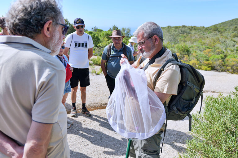 Caminhada “Conhecer os Insetos da Arrábida – borboletas, abelhas, moscas, escaravelhos e companhia”