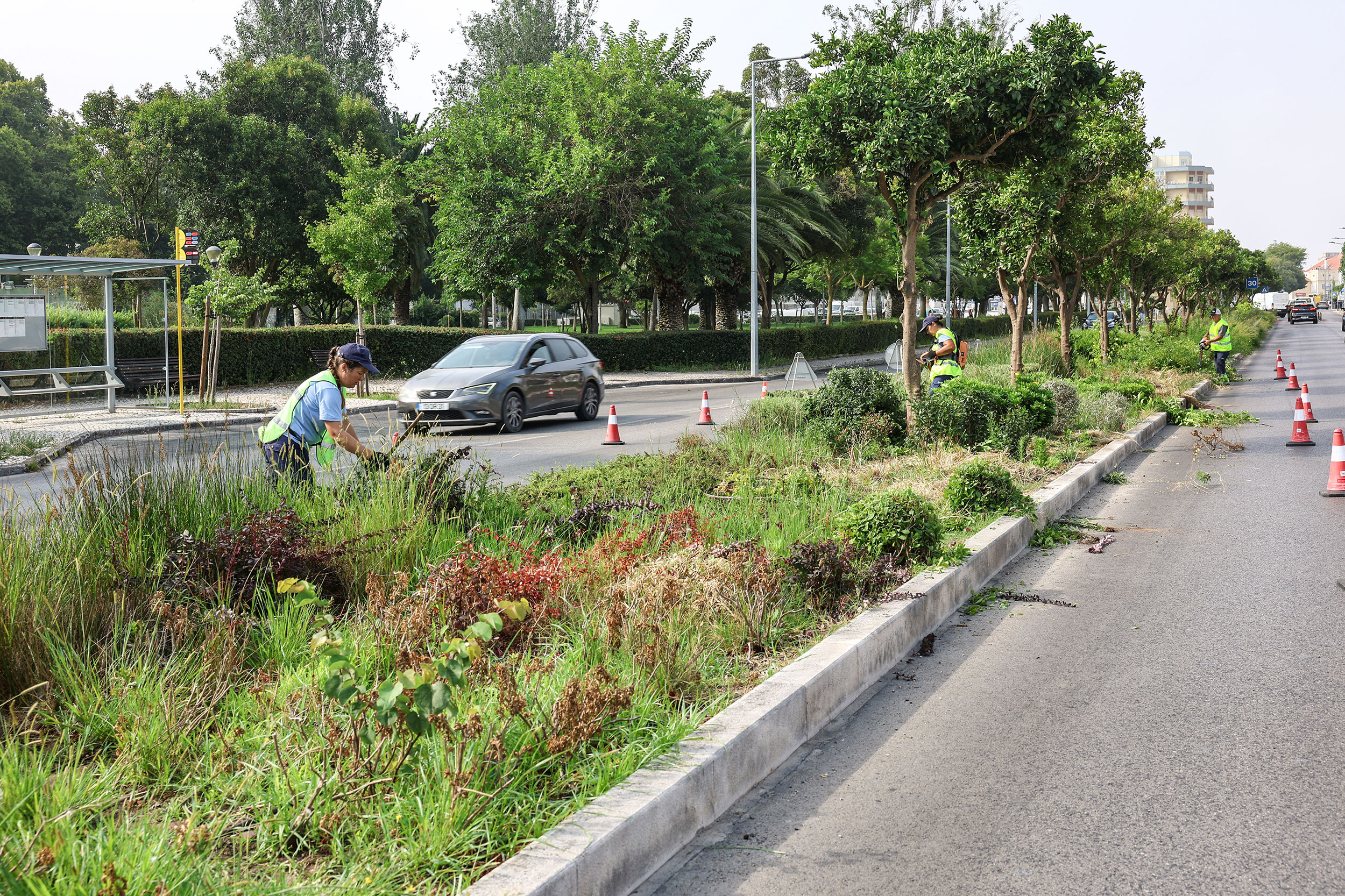 Trabalhos de manutenção da vegetação existente no separador central da Avenida 22 de Dezembro