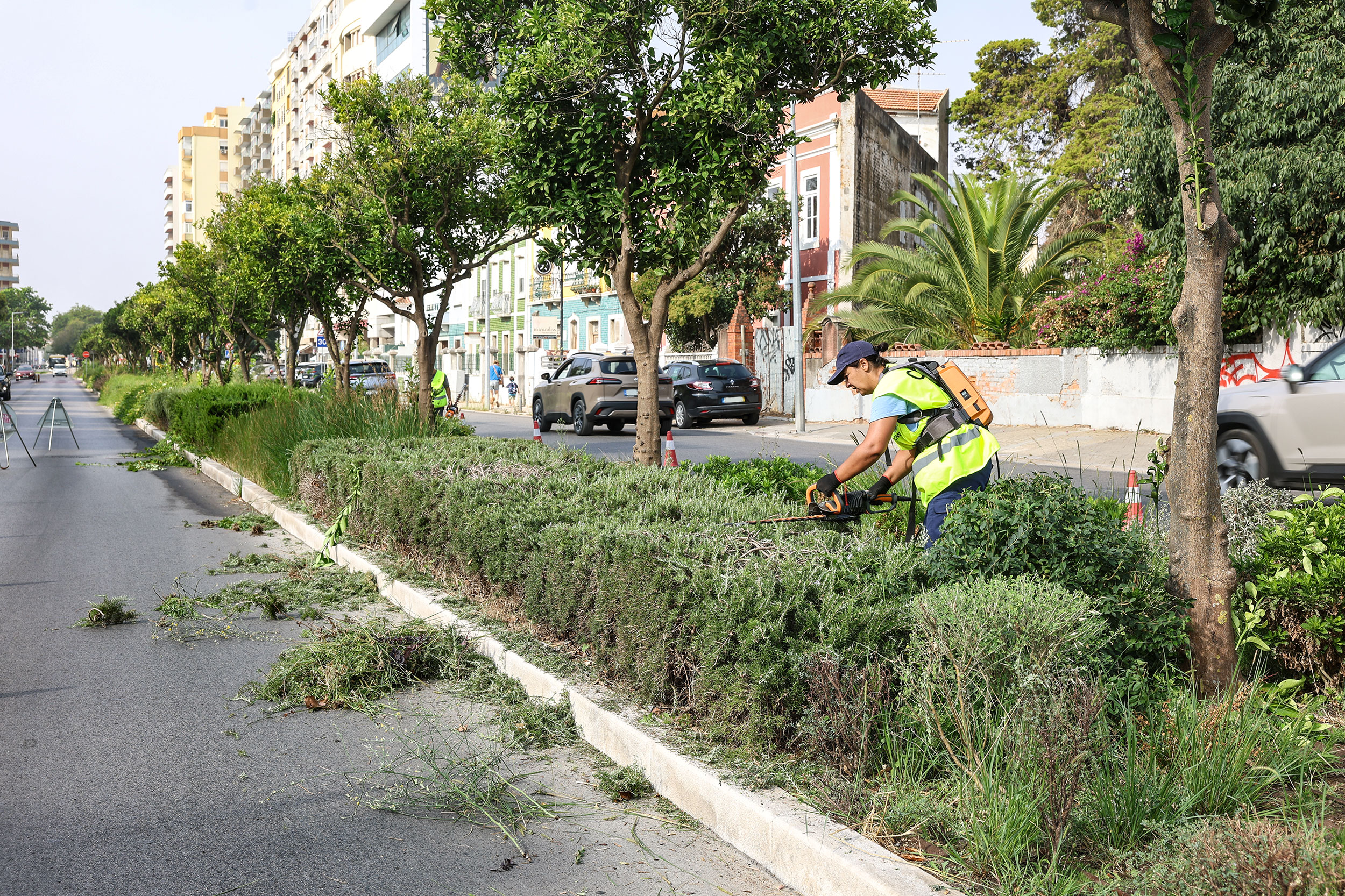 Trabalhos de manutenção da vegetação existente no separador central da Avenida 22 de Dezembro