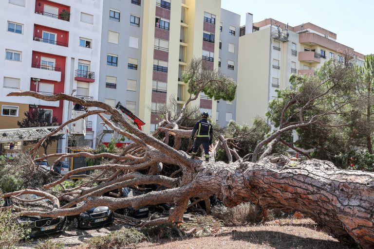 Queda de pinheiro centenário, classificado pelo Instituto da Conservação da Natureza e das Florestas, em Vanicelos
