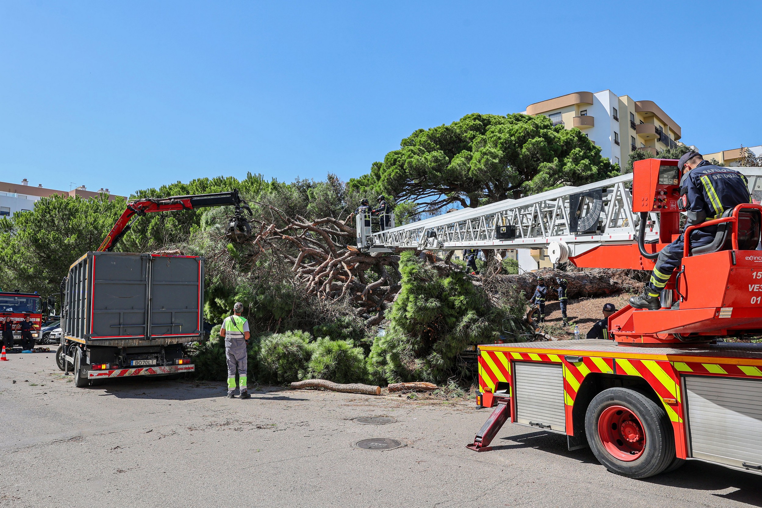 Queda de pinheiro centenário, classificado pelo Instituto da Conservação da Natureza e das Florestas, em Vanicelos